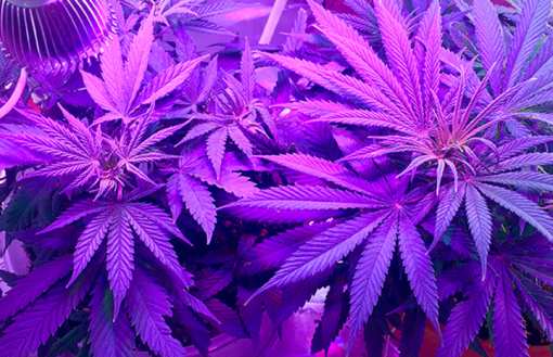 9 Best Marijuana Dispensaries in Louisiana!